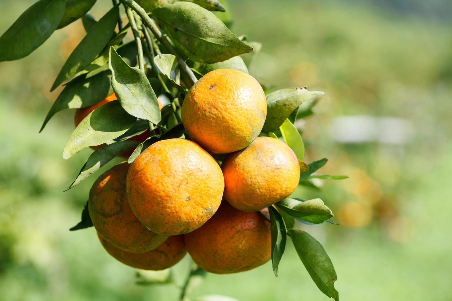 orange träd i graden foto