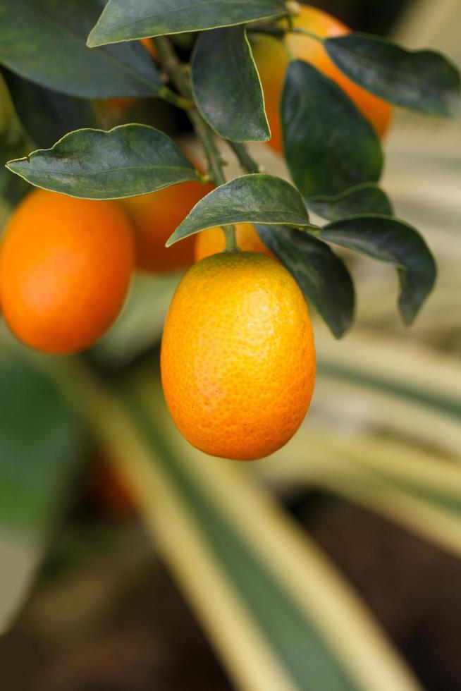 orange kumquat frukt på de träd foto