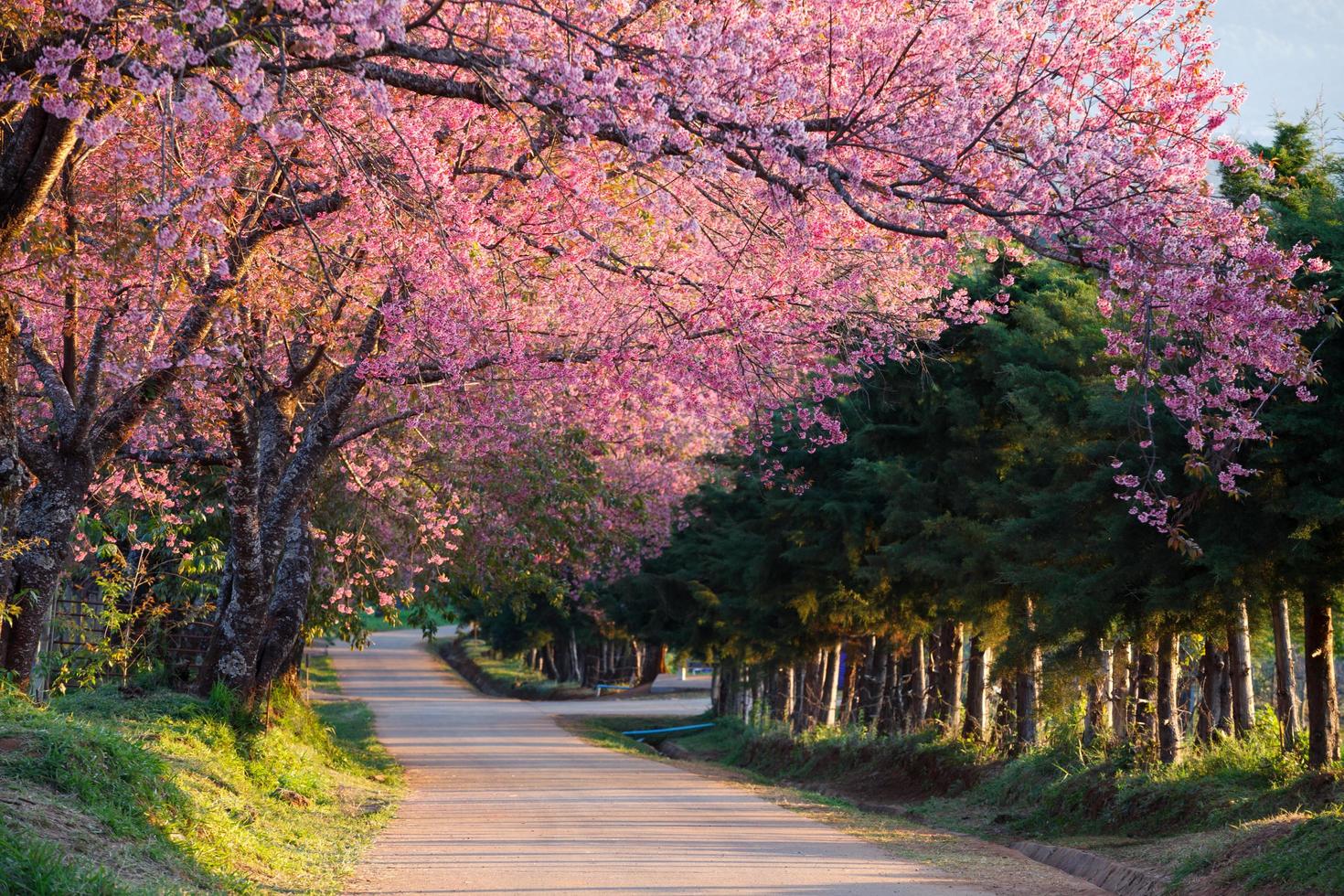 körsbärsblomningsväg i khun wang chiangmai, thailand. foto