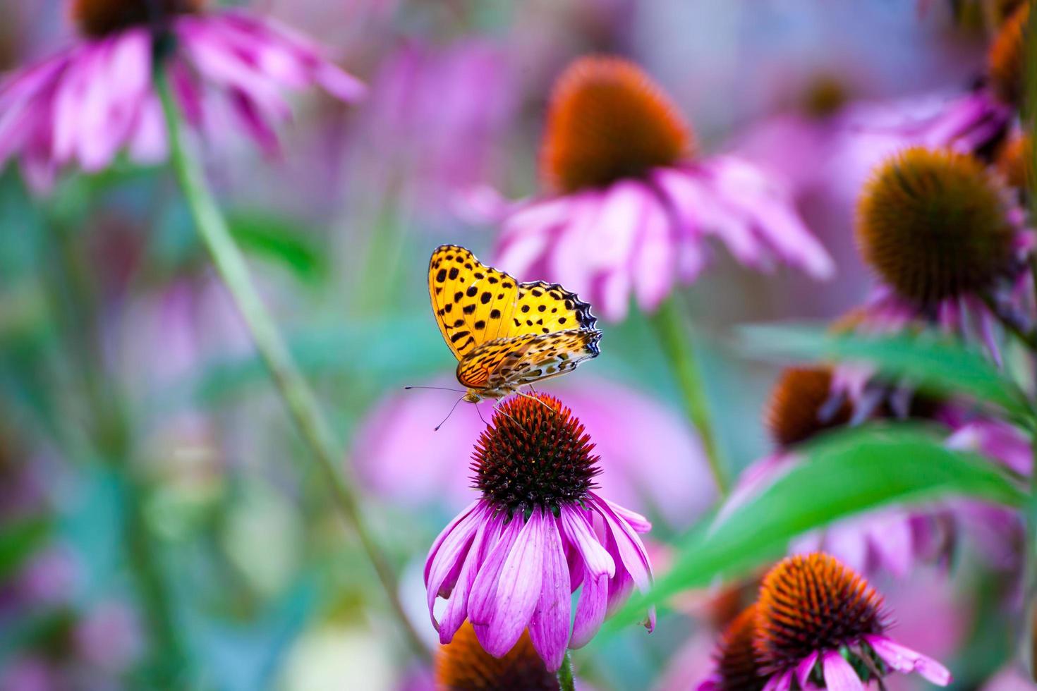 monark fjäril på coneflowers foto