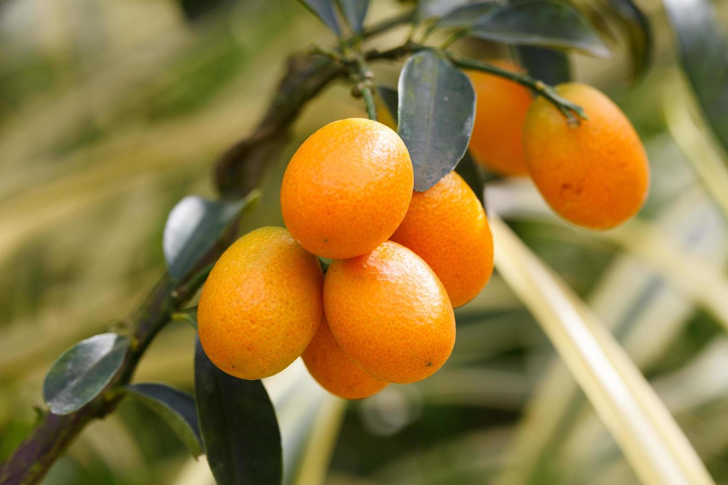 orange kumquat frukt på de träd foto