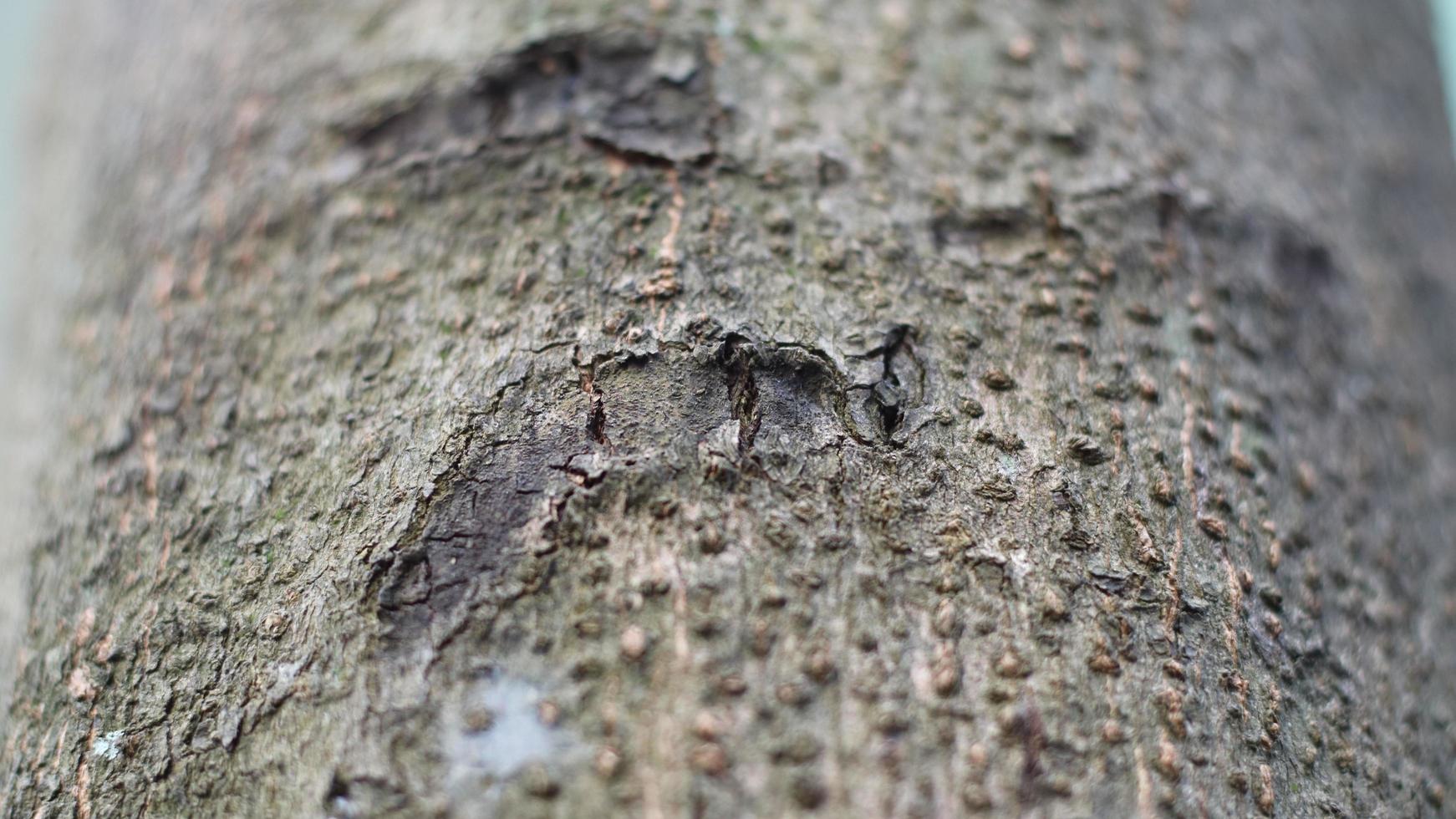 träd bark torkar upp under de torr säsong utseende unik och skön foto