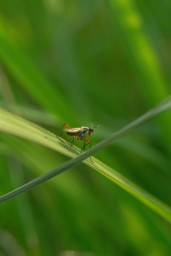 makro Foto av en små insekt uppflugen på en blad med tillbaka skott vinkel