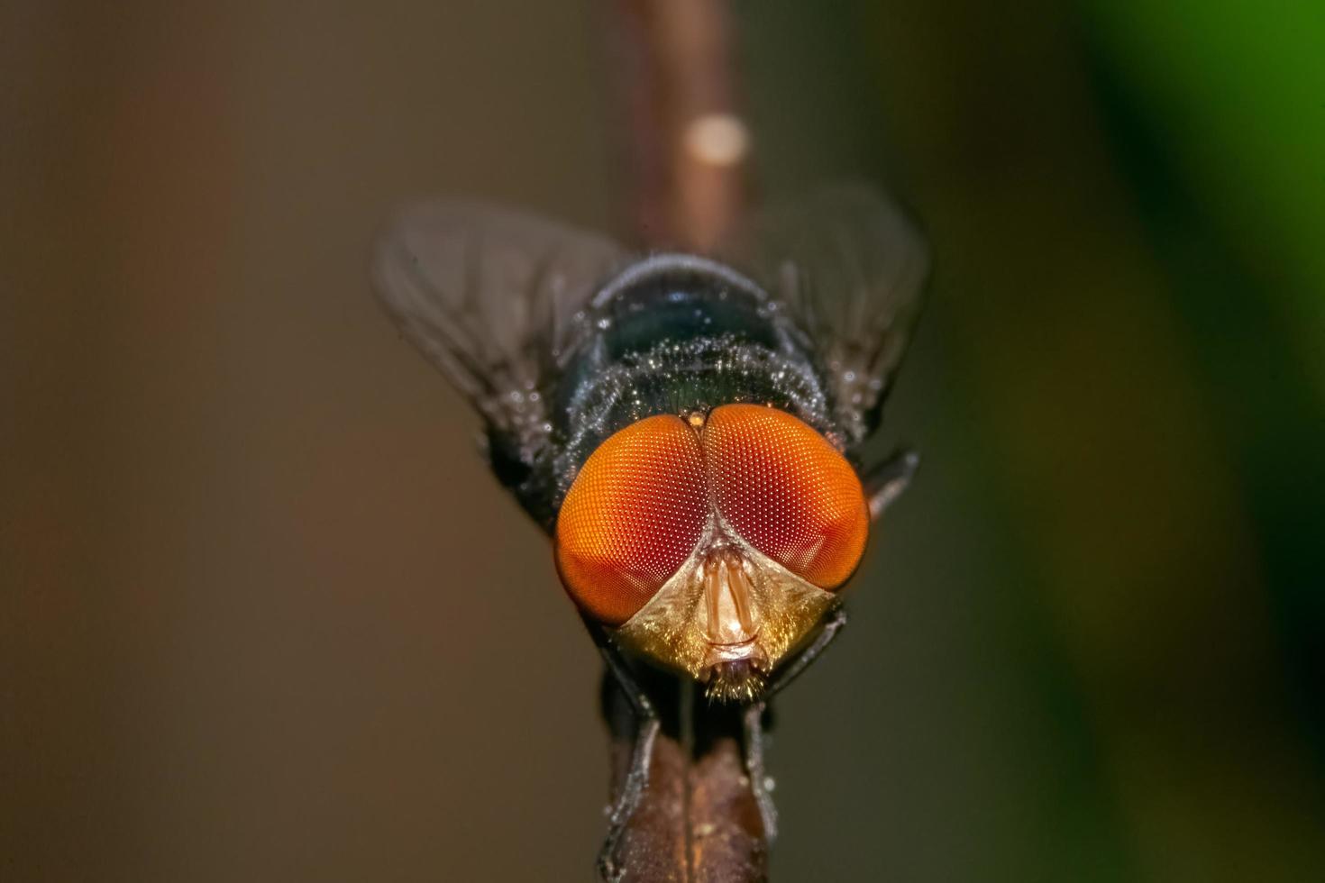 närbild Foto av flugor, suddig bakgrund