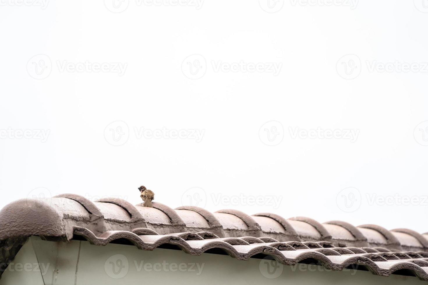 eurasian trädsparv baksidan och hänga på taket ensam. foto