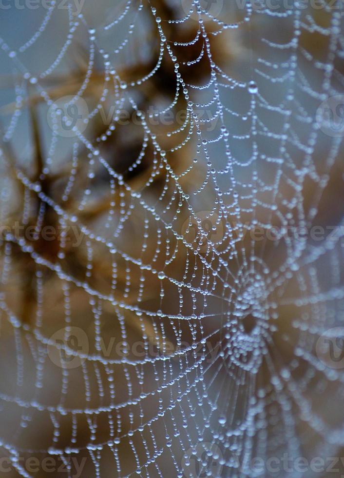 små daggdroppar på fin spindelnät foto