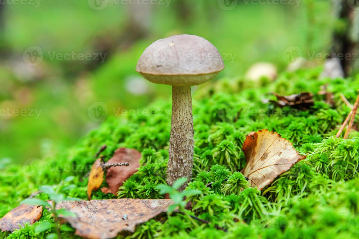ätlig små svamp med brun keps penny bulle leccinum i mossa höst skog bakgrund. svamp i de naturlig miljö. stor svamp makro stänga upp. inspirera naturlig sommar falla landskap foto