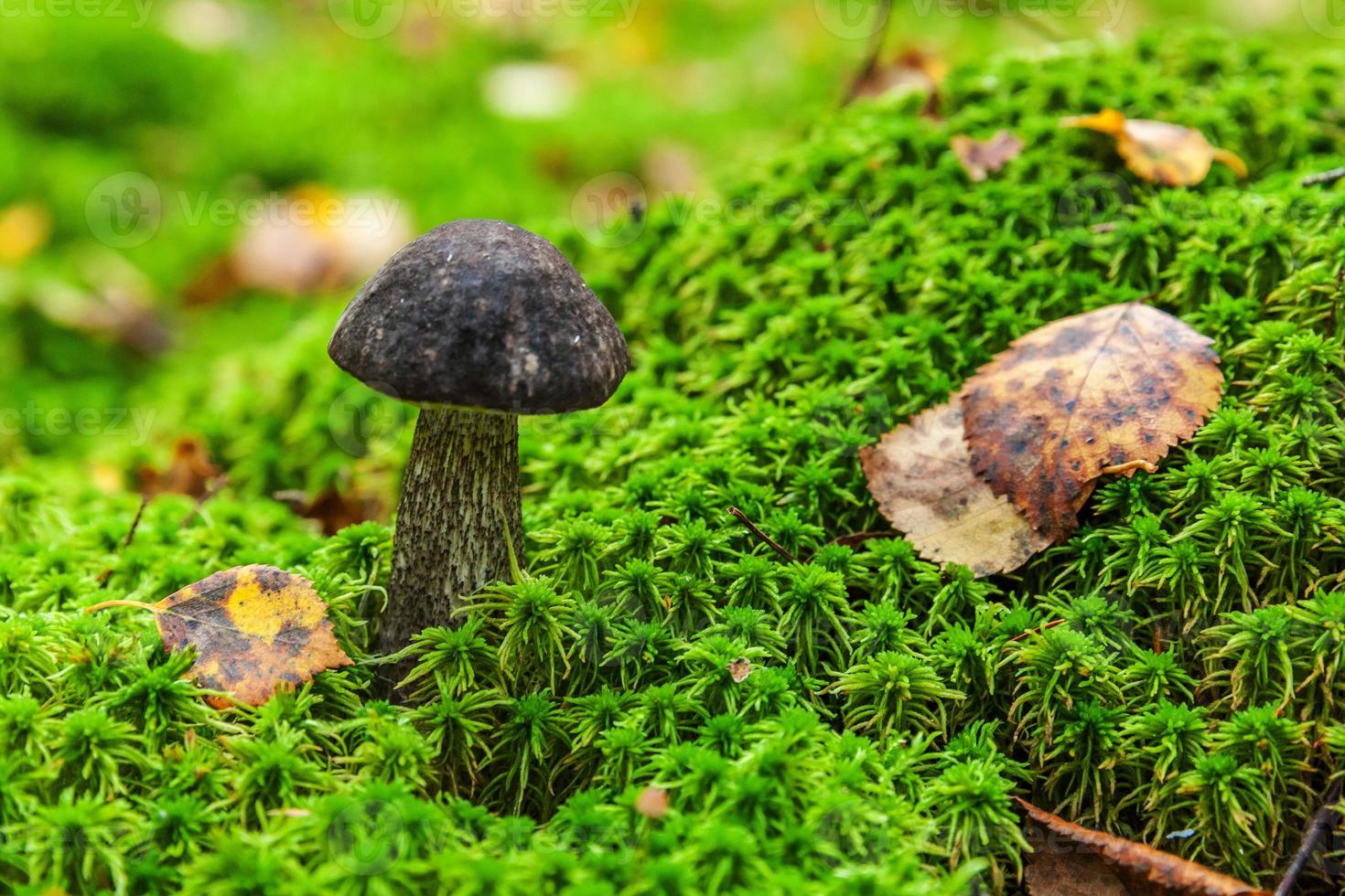 ätlig små svamp med brun keps penny bulle leccinum i mossa höst skog bakgrund. svamp i de naturlig miljö. stor svamp makro stänga upp. inspirera naturlig sommar eller falla landskap foto