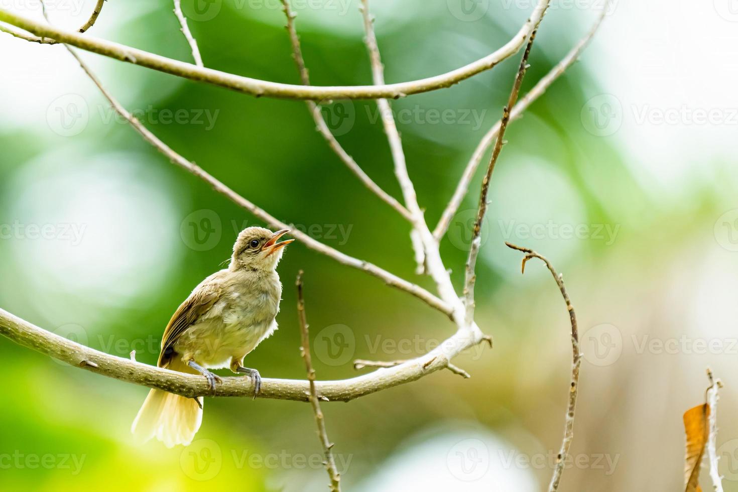 bebis brun halsen sunbird eller antrept malacensis på gren foto