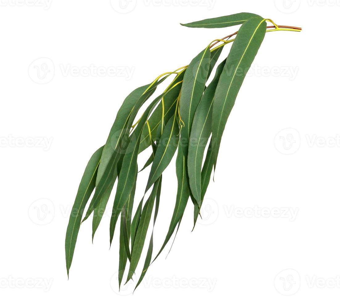 grön löv mönster, blad eukalyptus träd isolerat på vit bakgrund foto