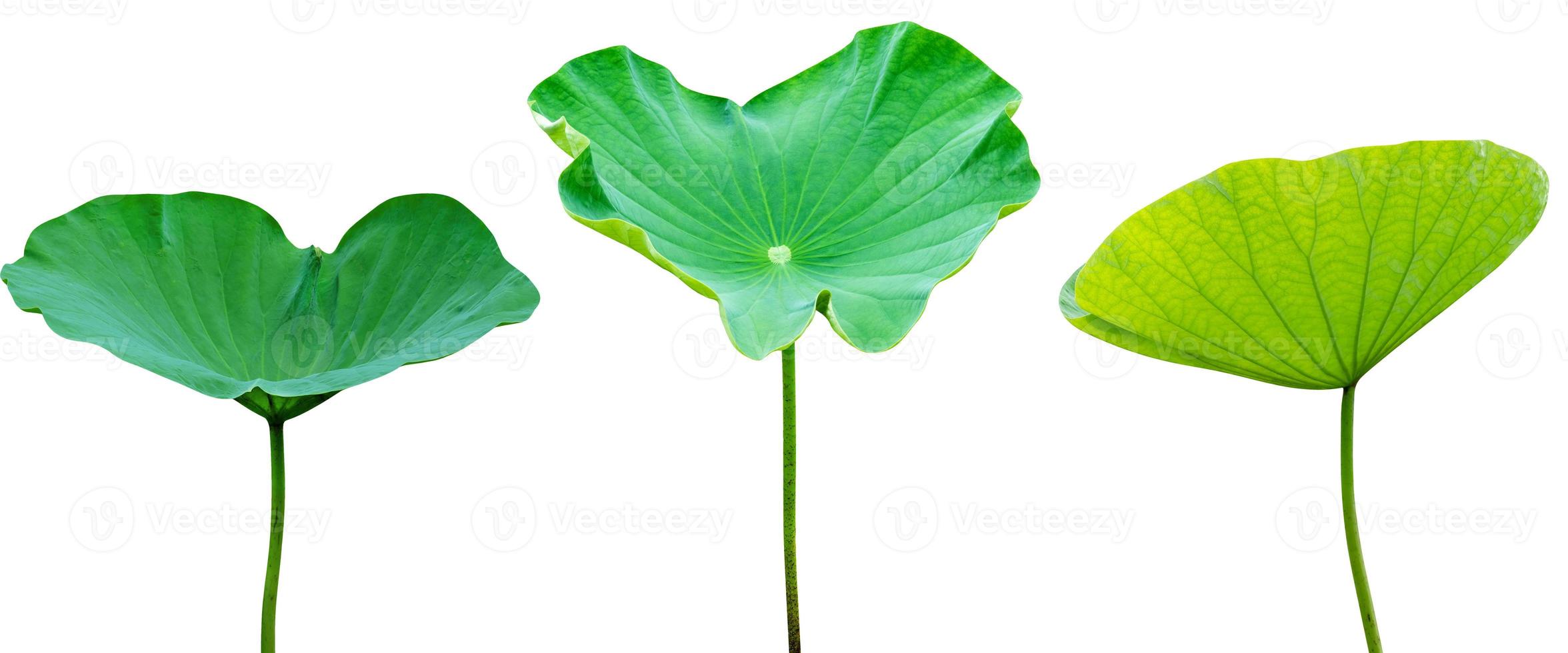 grön löv mönster, blad lotus isolerat på vit bakgrund foto