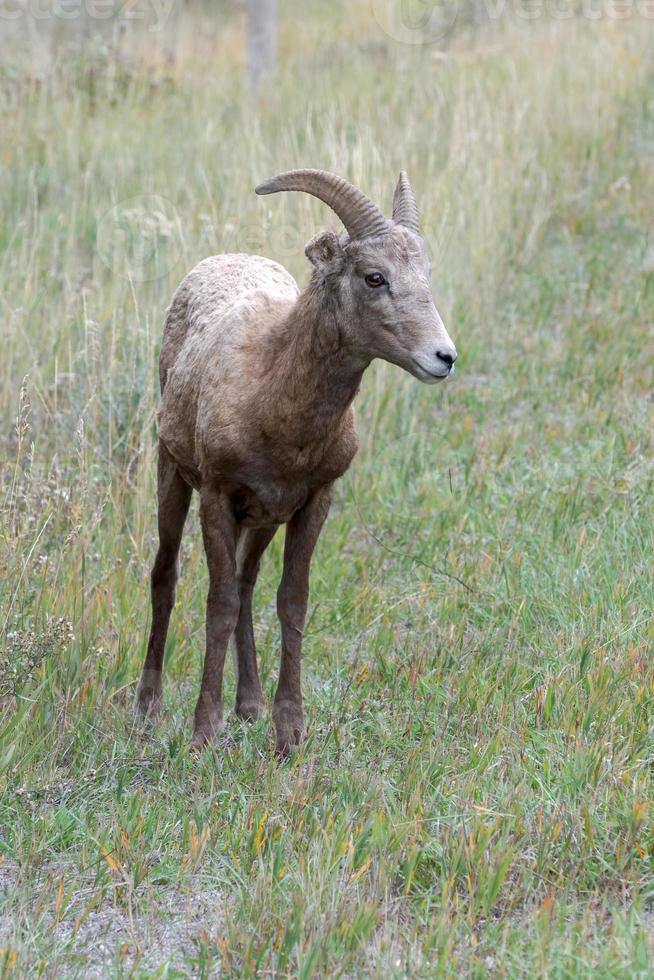 ung Stort horn får, ovis canadensis, på en sluttning i wyoming foto