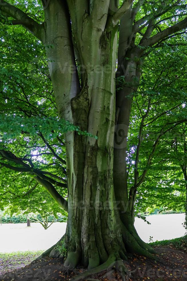 en mycket gammal vriden träd med många rötter. foto