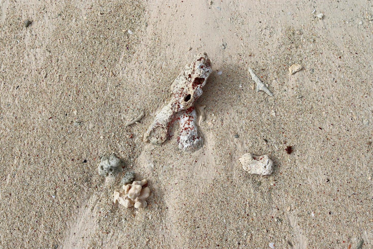 stänga upp av koraller på de strand på de paradis ö Seychellerna foto