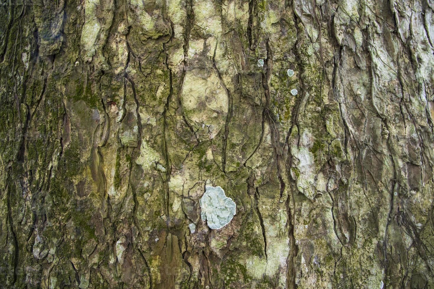 de texturerad bakgrund av gammal stor träd bark täckt små grön mossa foto