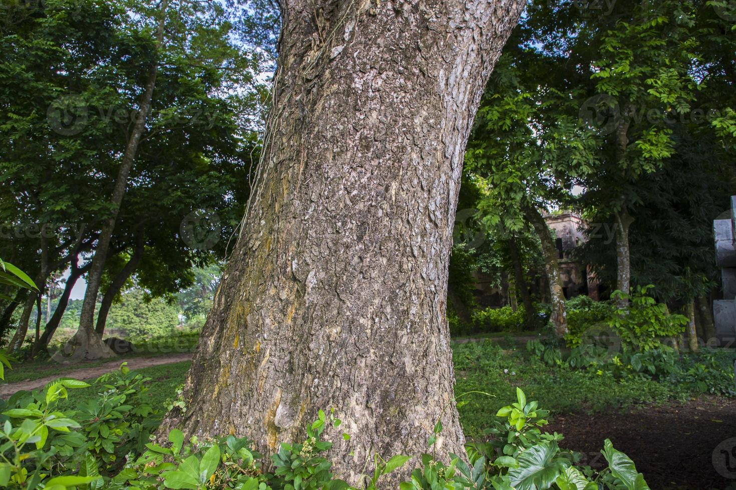 de största träd i de skog med en grönska se foto