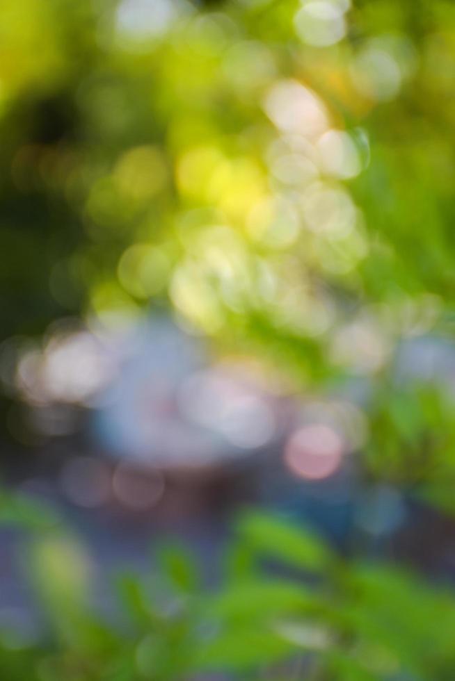 bokeh ljus mjuk fläck bakgrund skönhet natur foto