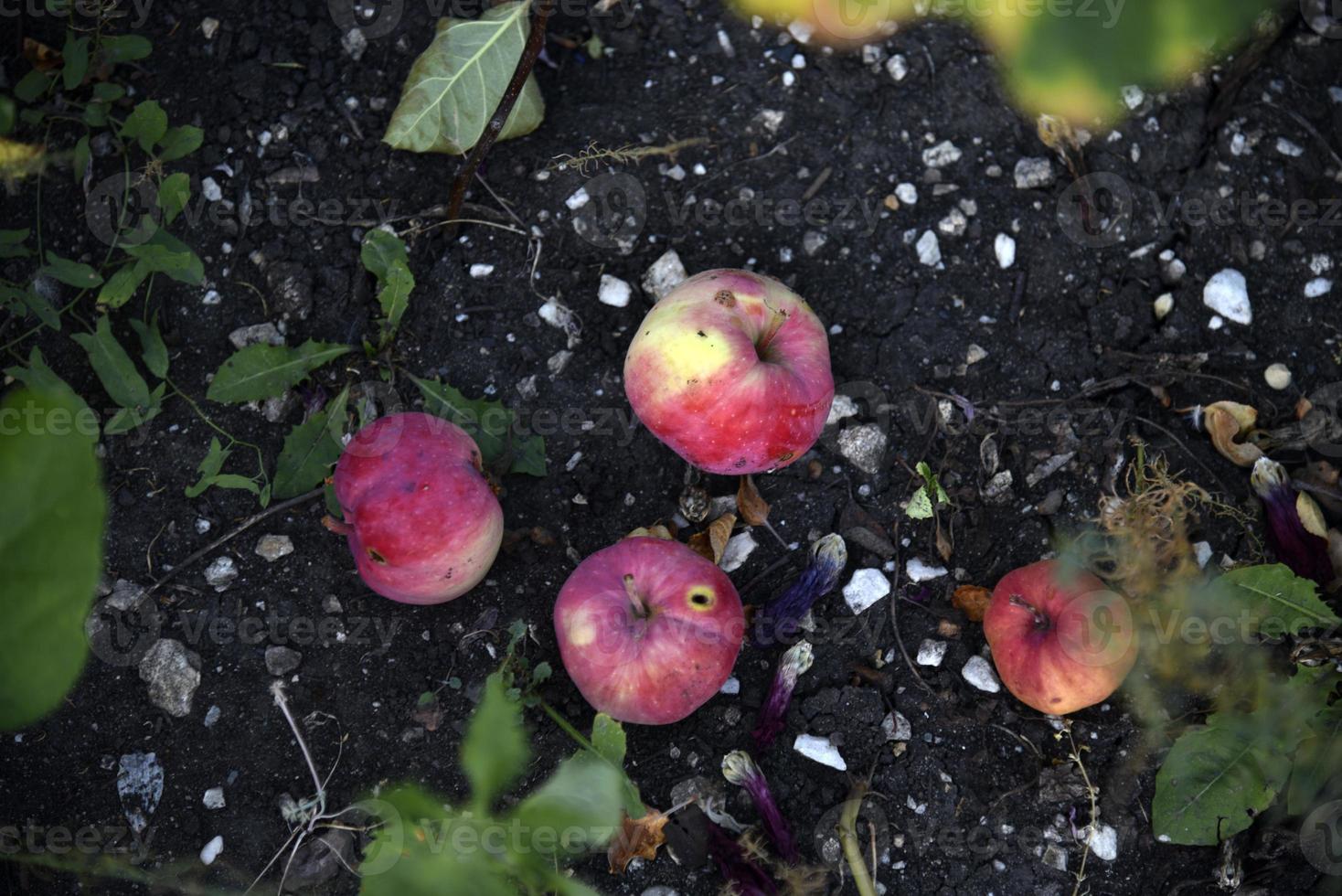 rutten äpplen på de jord fallen från ett äpple träd i höst. de jord är täckt med fallen äpplen. foto