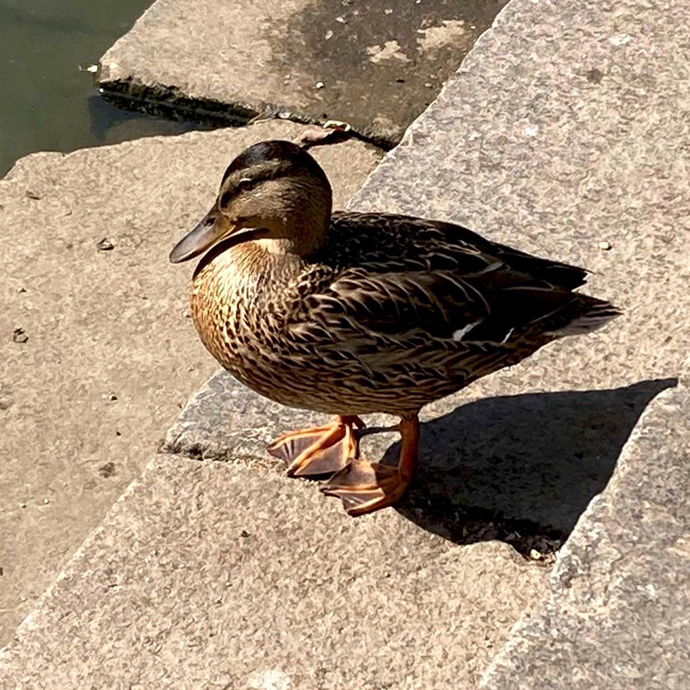 närbild av en gräsand eller vild Anka. foto