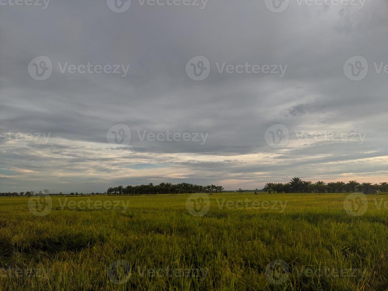 landskap fotografi i de ris fält av öst kalimantan ö foto