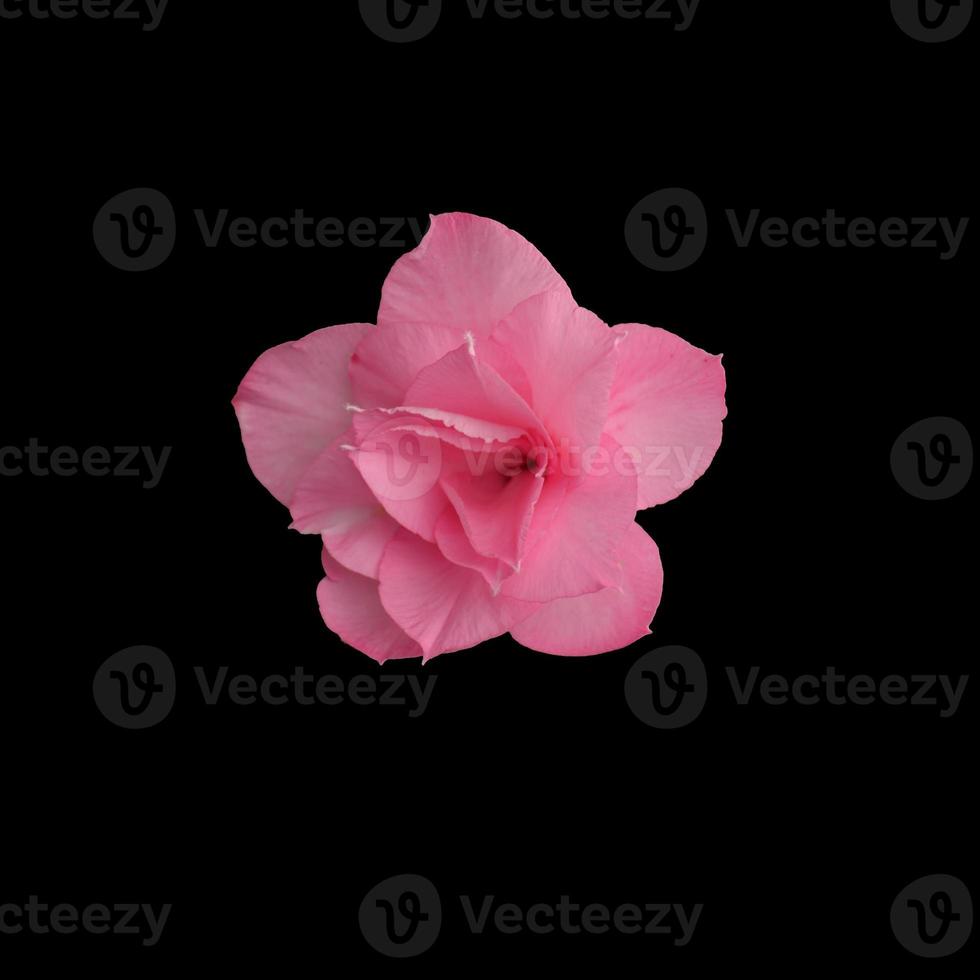 rosa blomma isolerat på de svart bakgrund och textur. foto