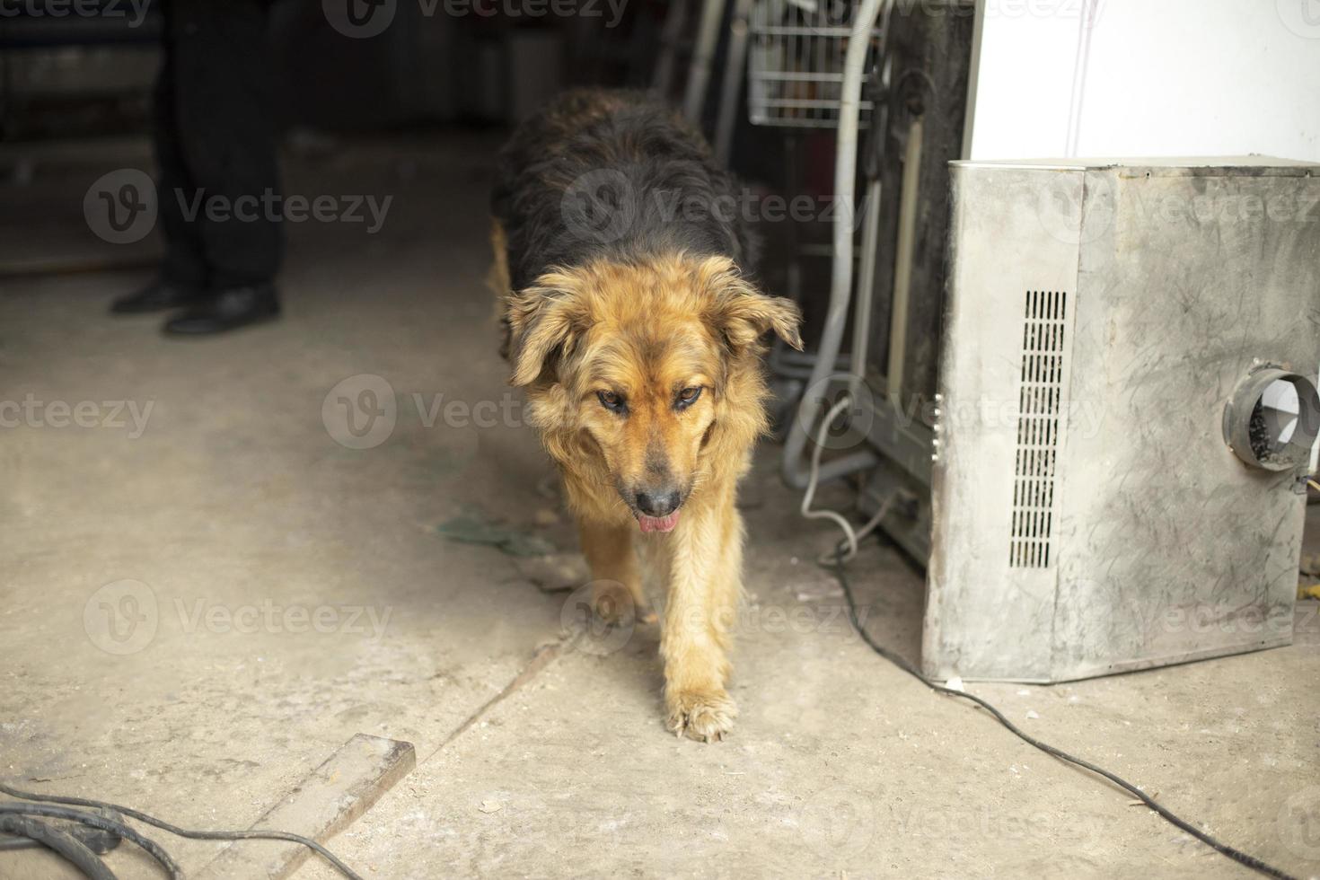 blandad ras hund. sällskapsdjur på gata. hund med ull. s foto