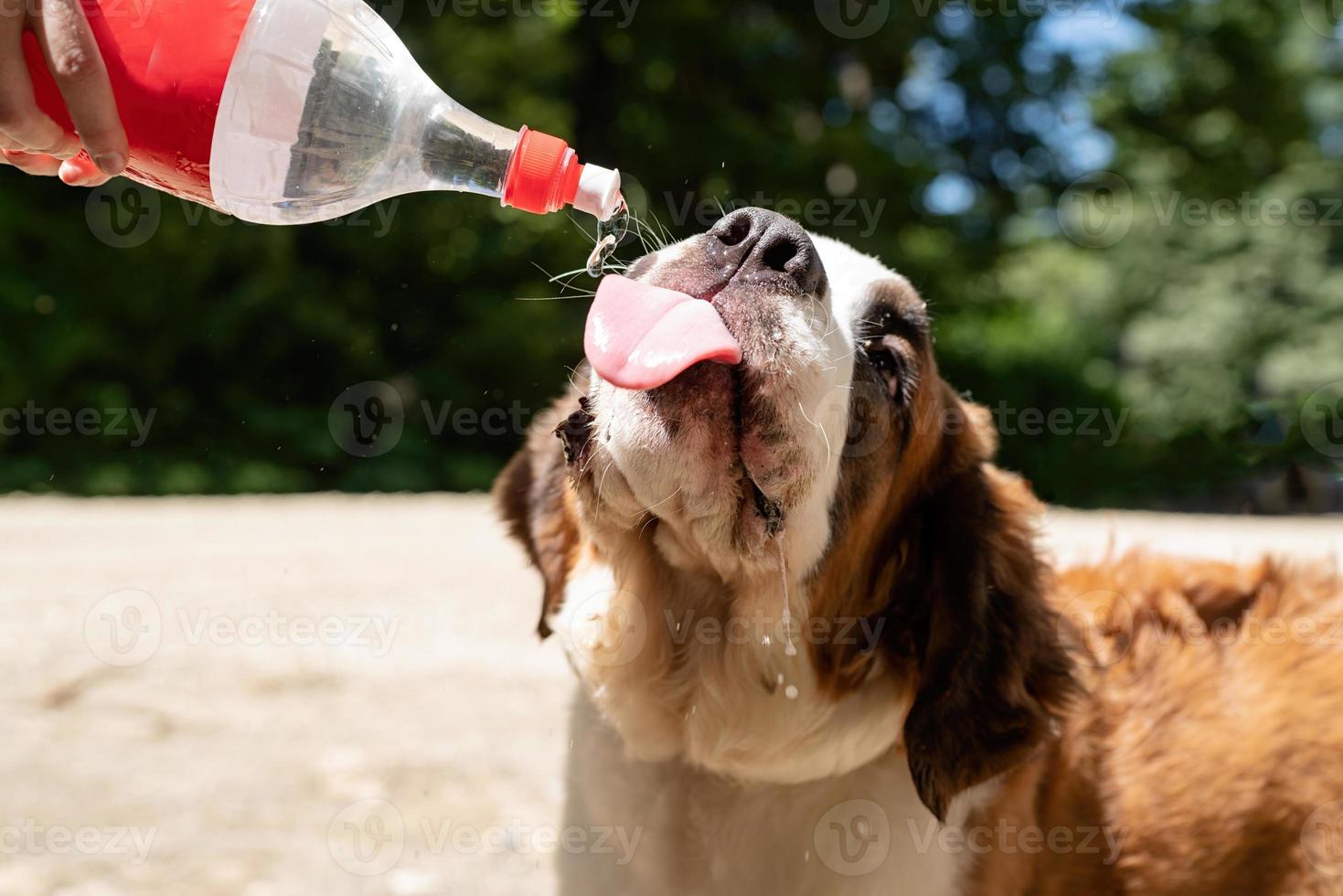 törstig st. bernard hund dricka från plast flaska utomhus i varm sommar dag, vatten stänk och sprayer foto