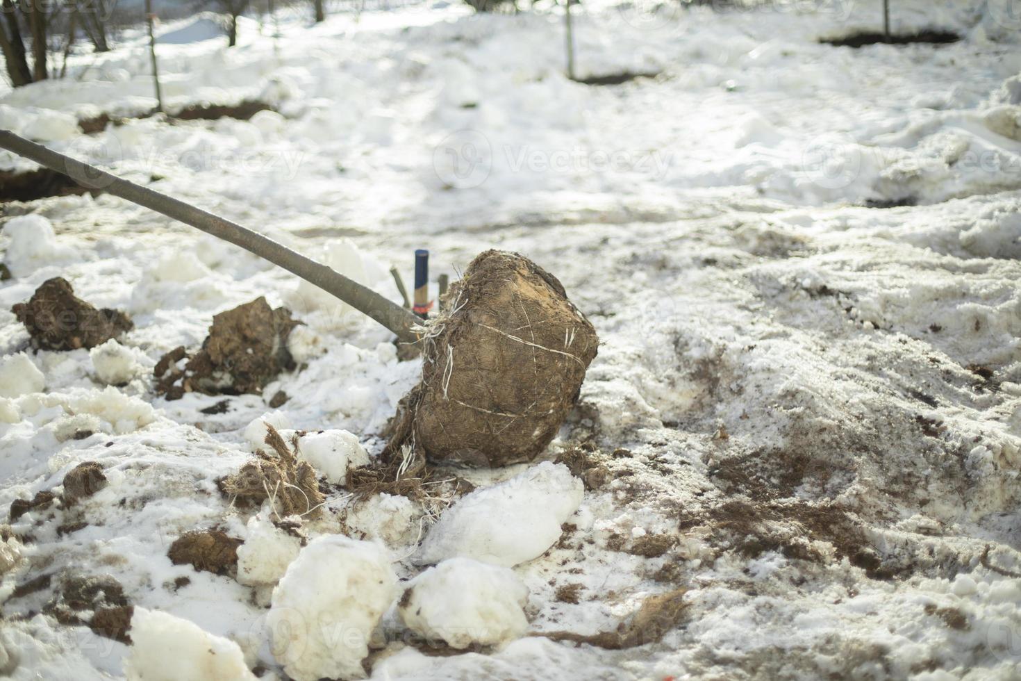 plantering träd i jord i vinter. växt på gata. foto