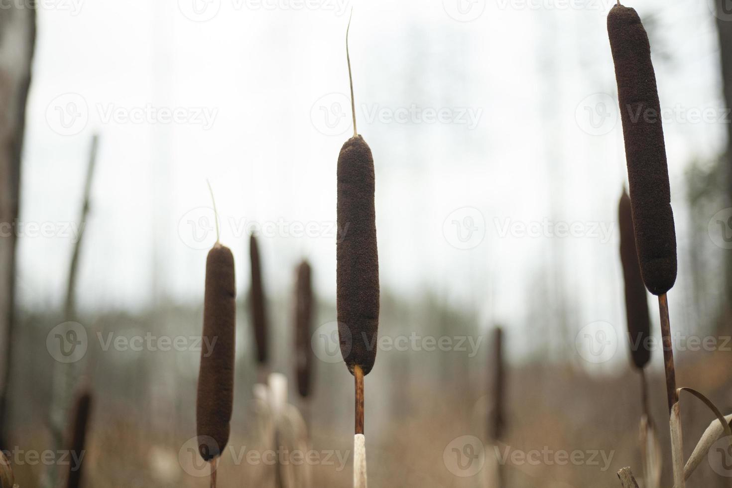 vass i träsk. växter i skog. brun stjälkar. foto