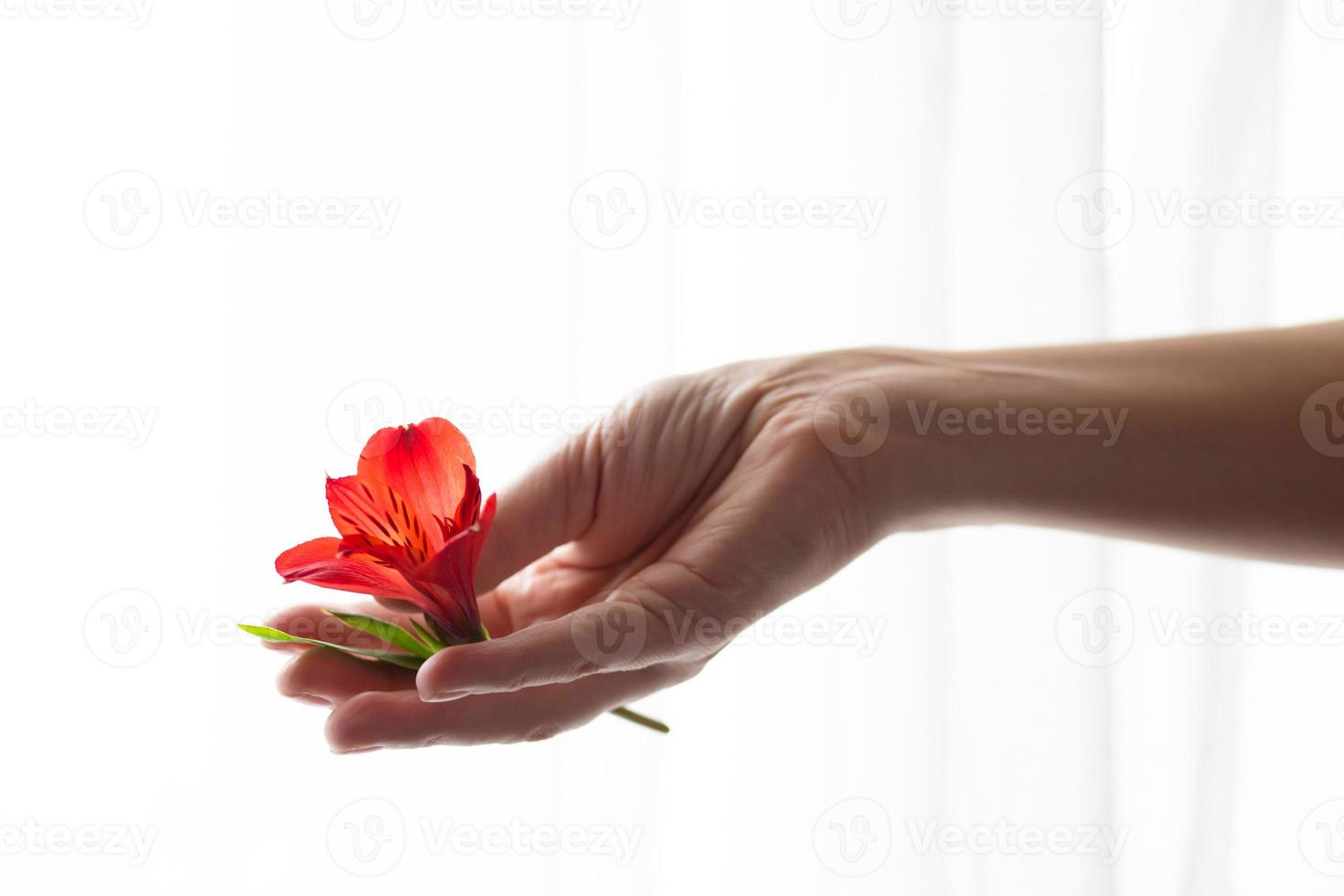 en kvinnas hand innehar en alstroemeria blomma mot en vit bakgrund. foto