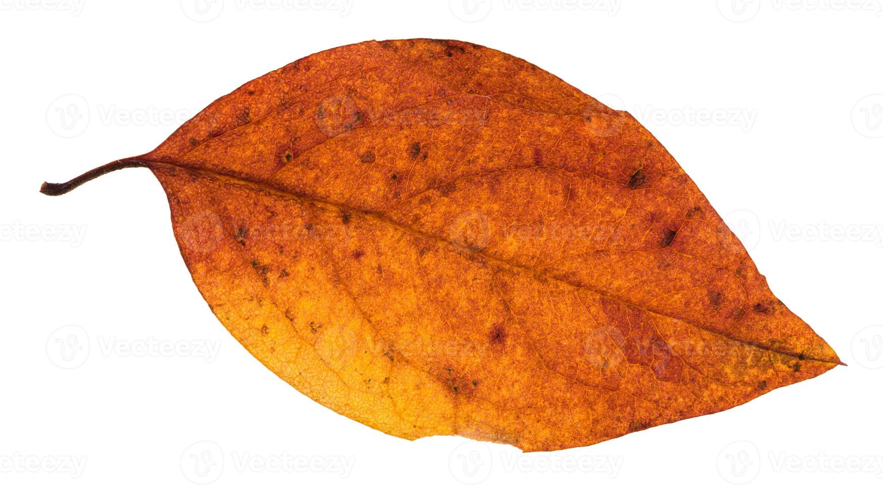 röd och gul höst blad av poppel träd isolerat foto