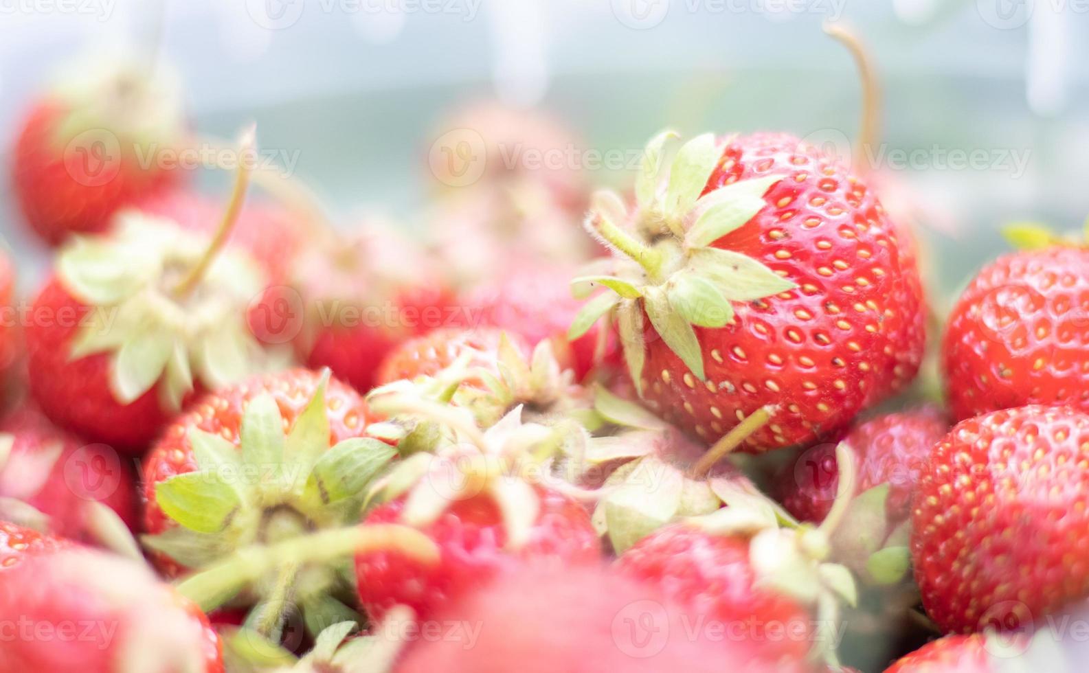 full hink av nyligen plockade jordgubbar i de sommar trädgård. närbild av jordgubbar i en plast korg. organisk och färsk bär på en jordbrukare marknadsföra, i en hink på en jordgubb lappa. foto