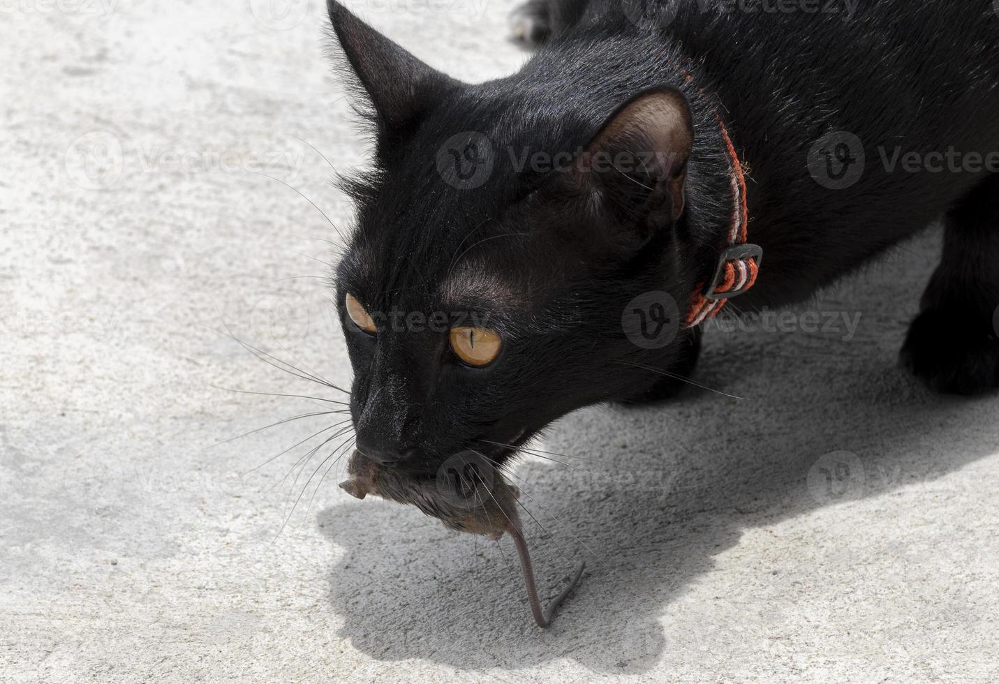 svart katt med död- råtta foto