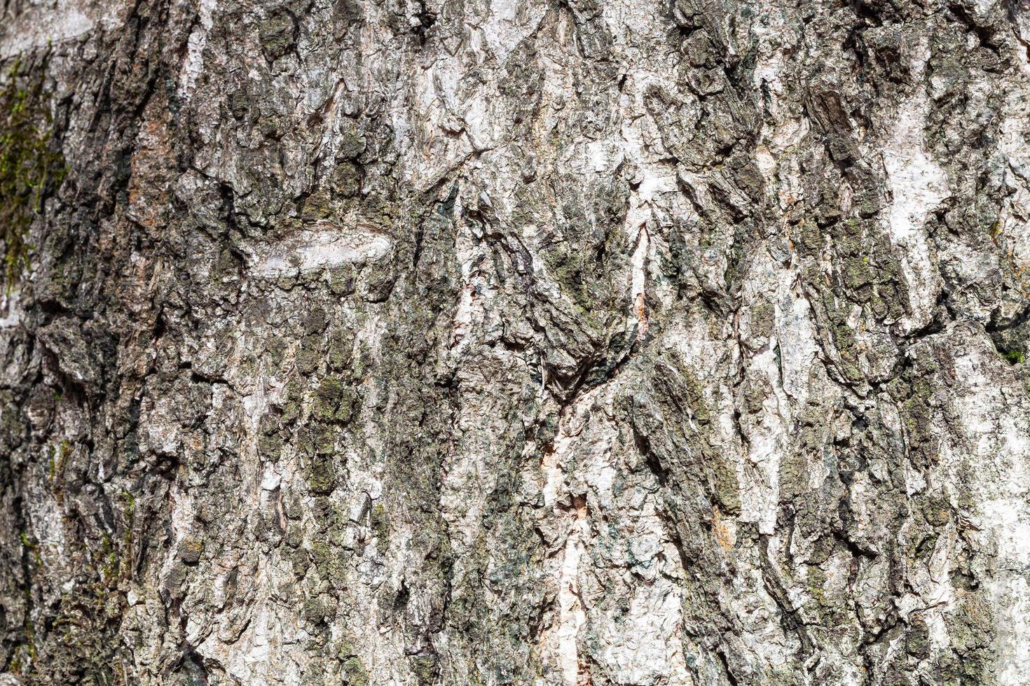 fårade grå bark på gammal trunk av björk träd foto