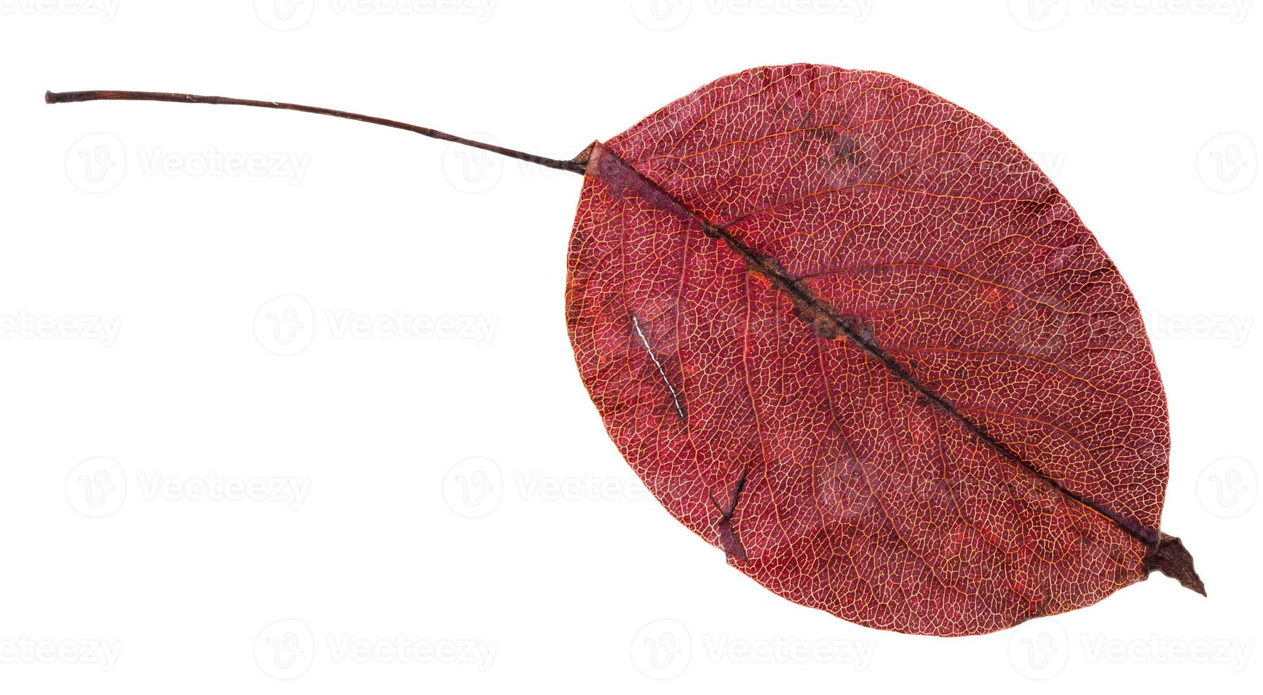 röd höst blad av päron träd isolerat foto