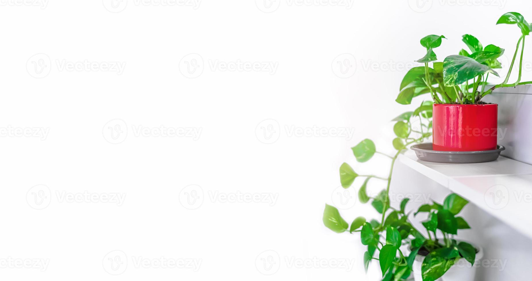 gröna växter heminredning på vit bakgrund foto