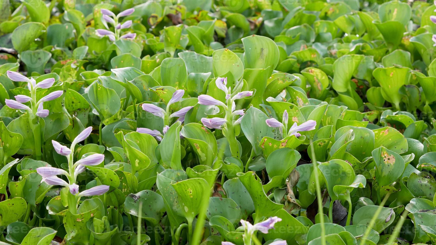 allmänning vatten hyacint eller eichhornia crassipes foto