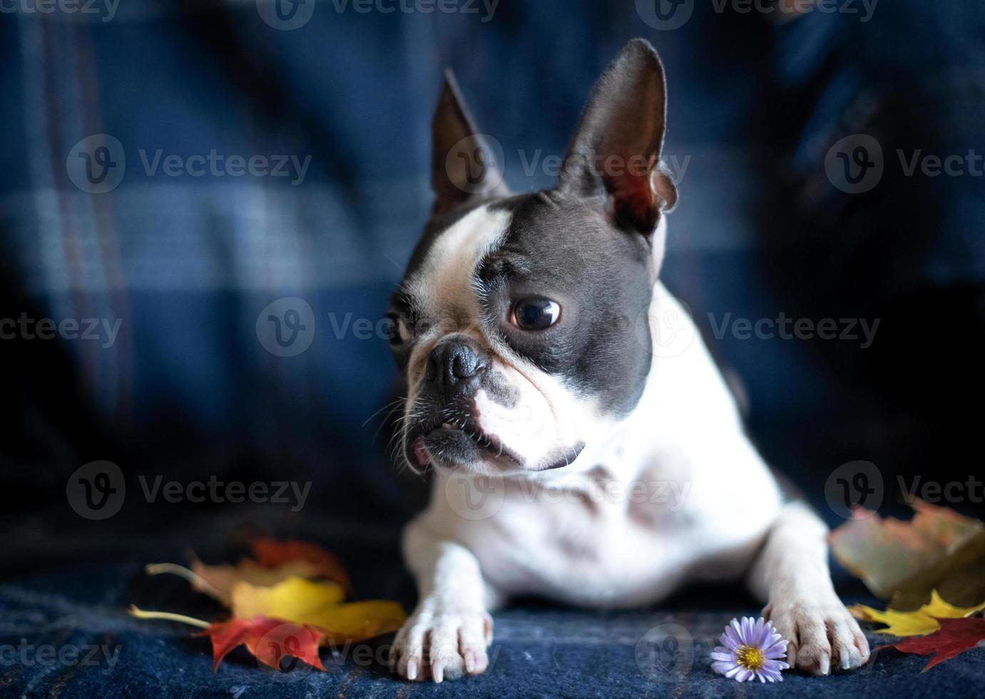 porträtt av en boston terrier hund i en mysigt Hem interiör på ett höst dag. de begrepp av de höst humör. foto