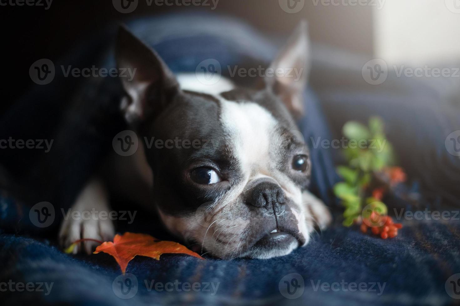 porträtt av en boston terrier hund i en mysigt Hem interiör på ett höst dag. de begrepp av de höst humör. foto