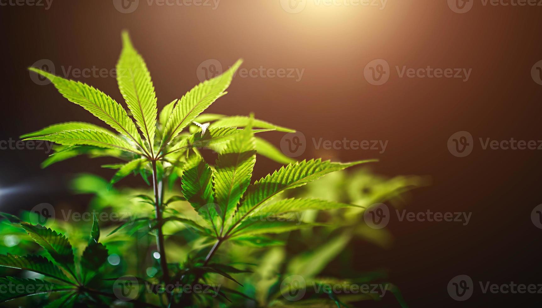 grönt cannabisblad närbild på svart bakgrund med solstråle och glöd. medicinsk marijuanaodling. kopieringsutrymme foto