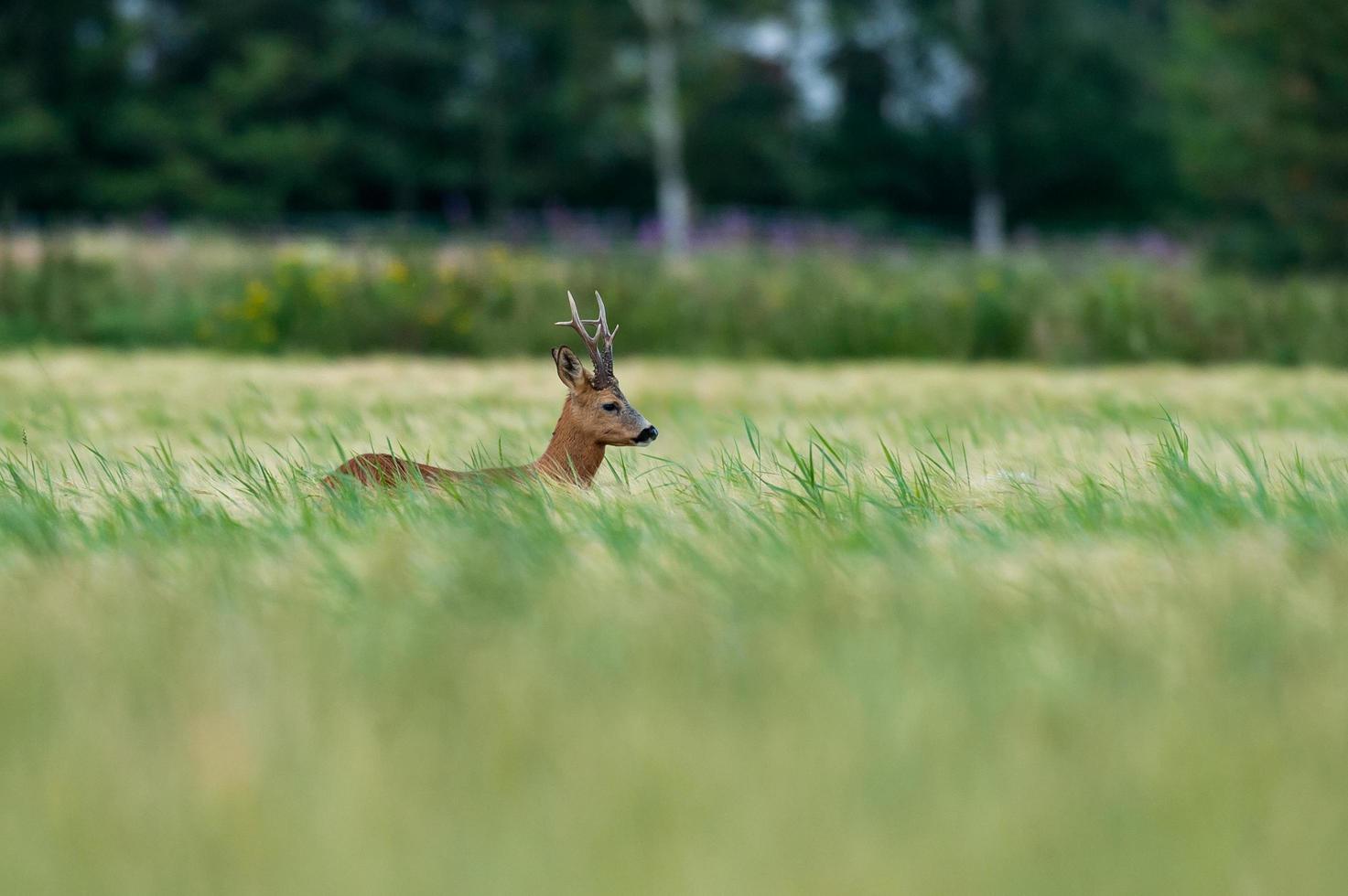 vild rom rådjur foto