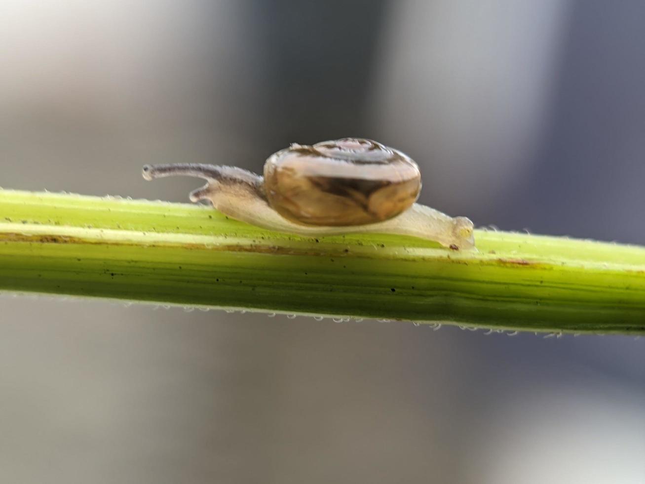 snigel på blommor kvist, i de morgon- med vit bakgrund, makro fotografi, extrem stänga upp foto