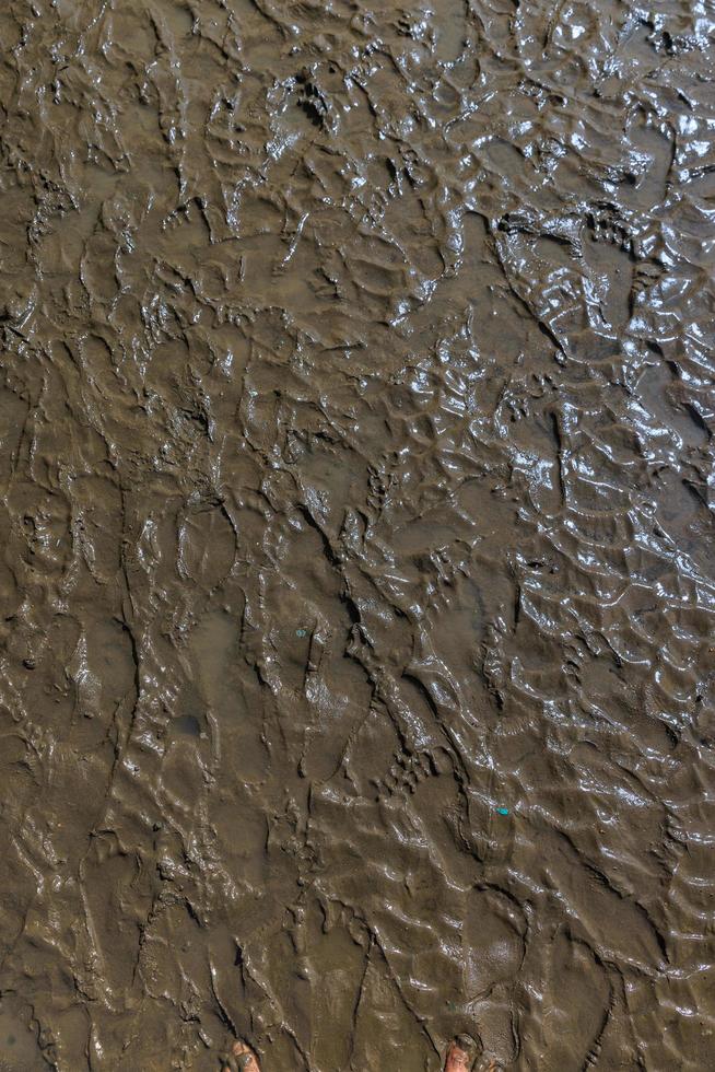 de textur av fotspår på grov våt lera jord i de mangrove skog foto