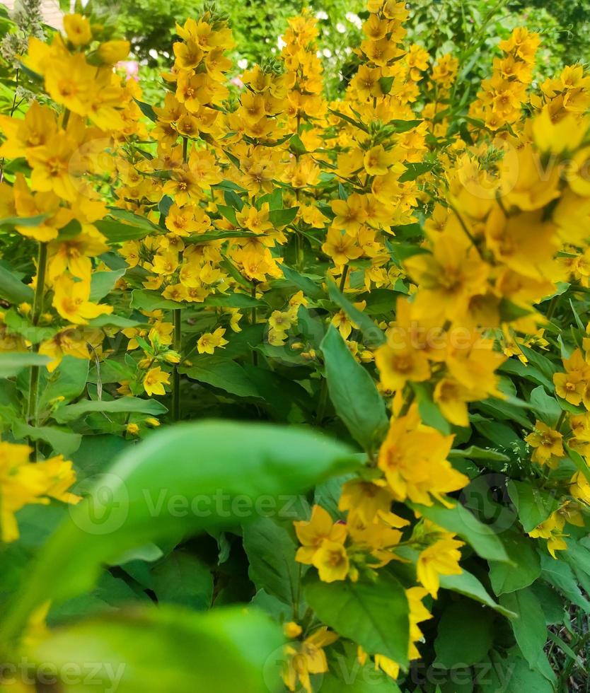 trädgård design, blommande av verbein på de gräsmatta. skön gul blommor foto