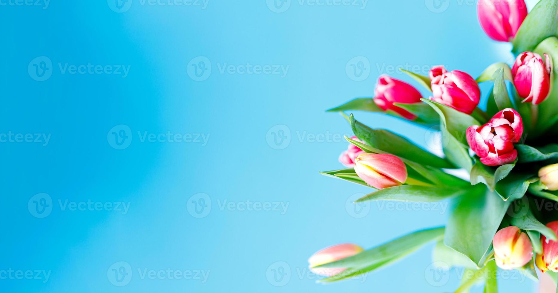 härlig pastell rosa tulpaner knippa, blommig gräns på ljus bakgrund, topp se. layout för springtime högtider. mor dag hälsning kort foto