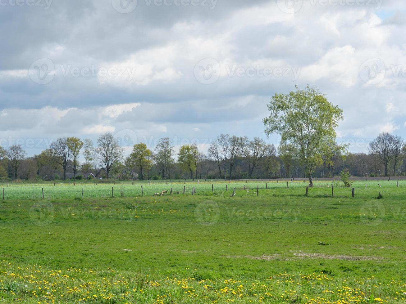 vandring i de dingdener heider foto