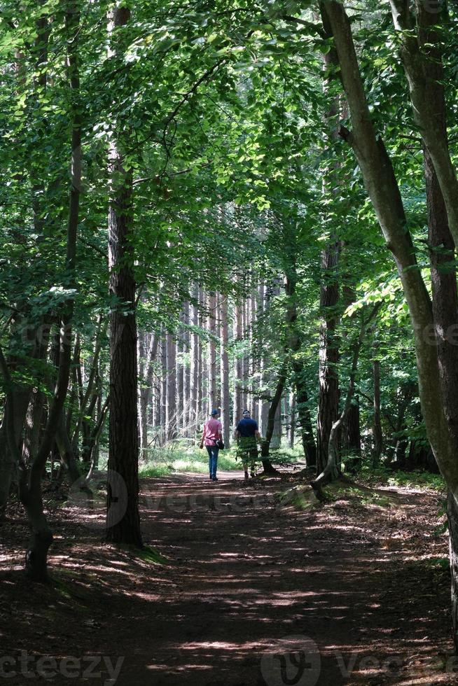 de ö av zingst på de baltic hav foto