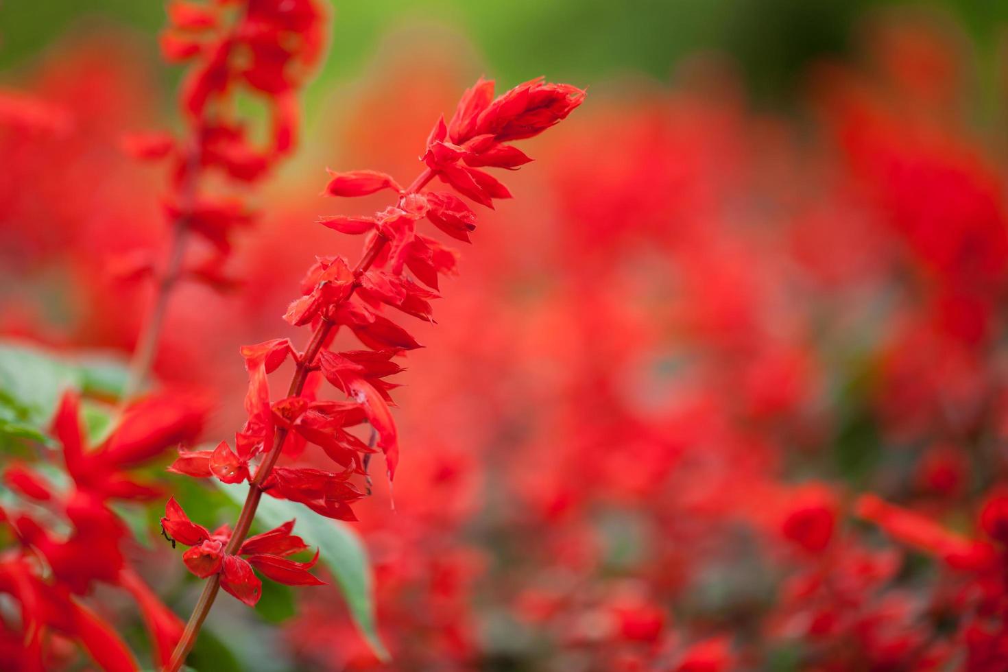 närbild röd salvia blomma foto