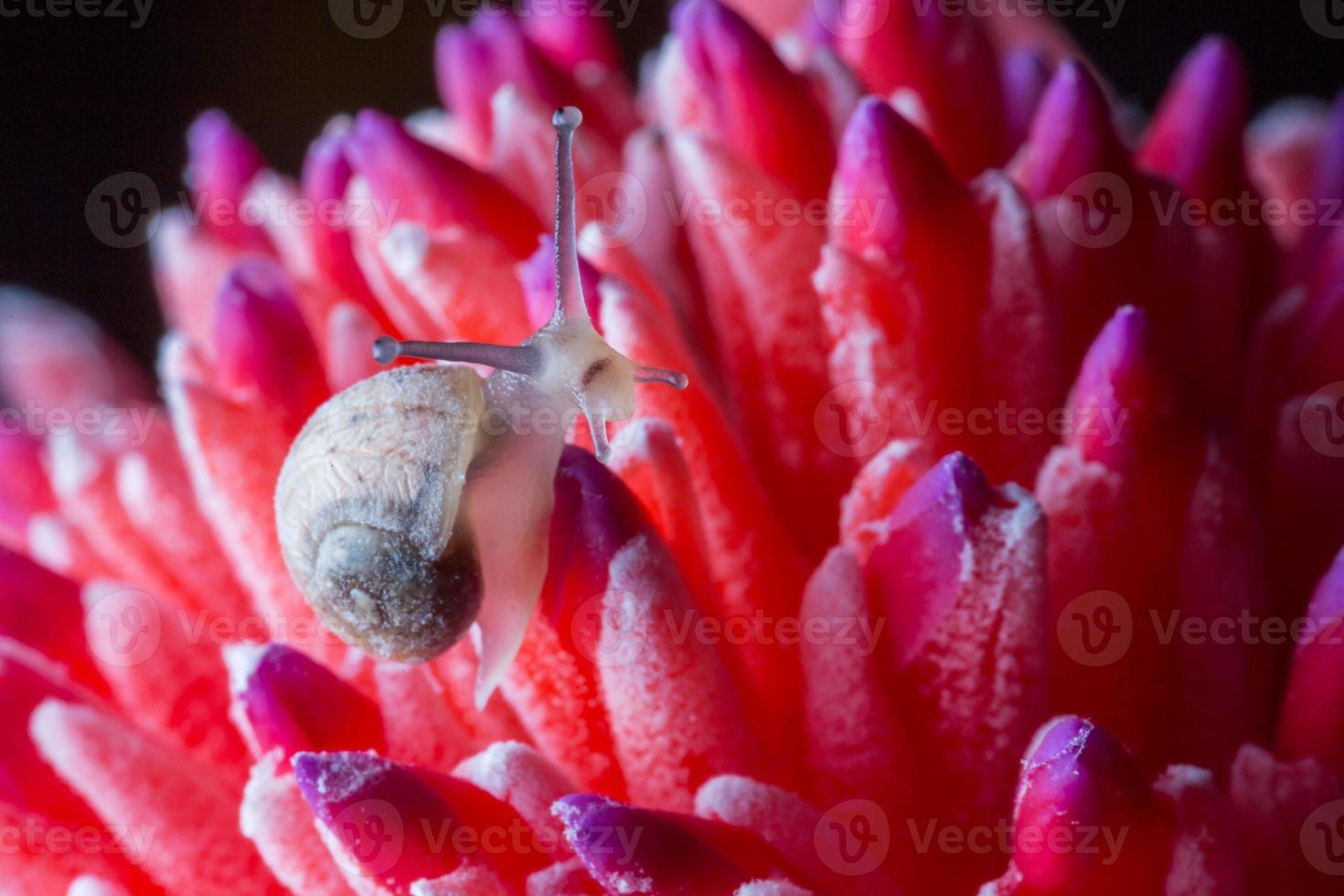 snigel på röd blomma foto