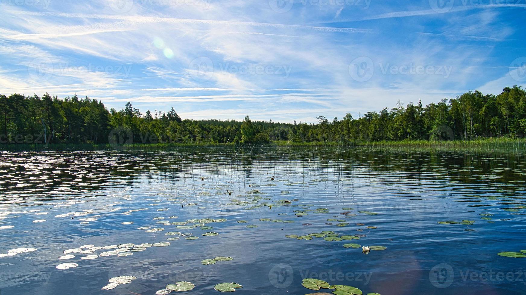 på en sjö i Sverige i smalland. vatten lilja fält, blå vatten, solig himmel, skogar foto